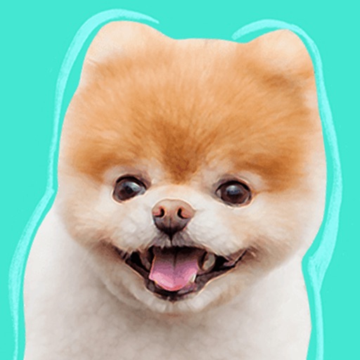 Boo: World's Cutest Dog Boo: World's Cutest Dog