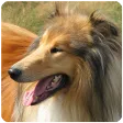 Dog Video Creator (Dog Sounds)