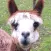 Alpacas