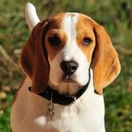 Beagle Sounds & Dog Sounds! Beagle Sounds & Dog Sounds!