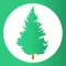 Pine - Deep Breathing