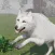 Wild Wolf Simulator Life Game