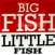 Big Fish Little Fish