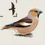Birds of Britain & Ireland