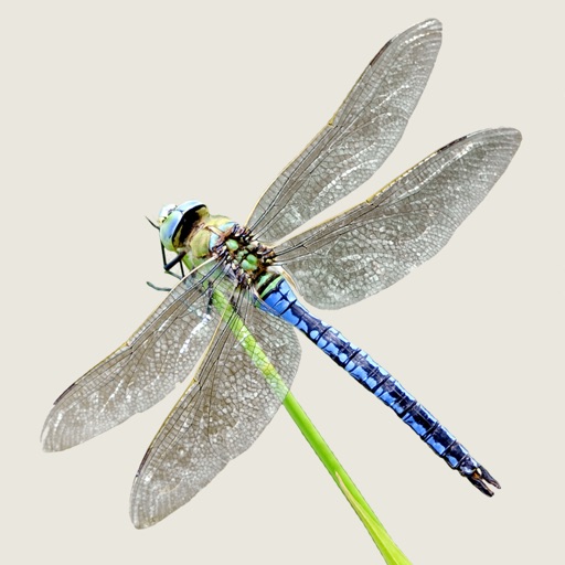 Dragonflies & Damselflies Dragonflies & Damselflies
