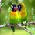 Birds Name for Kids