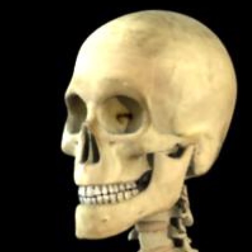 Skeleton Study Guide Skeleton Study Guide