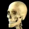 Skeleton Study Guide