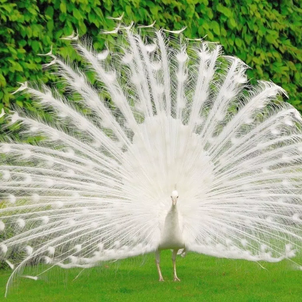 Peacock Wallz - Most Beautiful Peacock Pictures Peacock Wallz - Most Beautiful Peacock Pictures