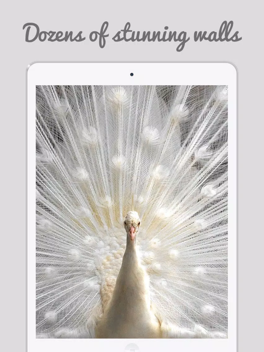 Peacock Wallz - Most Beautiful Peacock Pictures iPad Screenshots