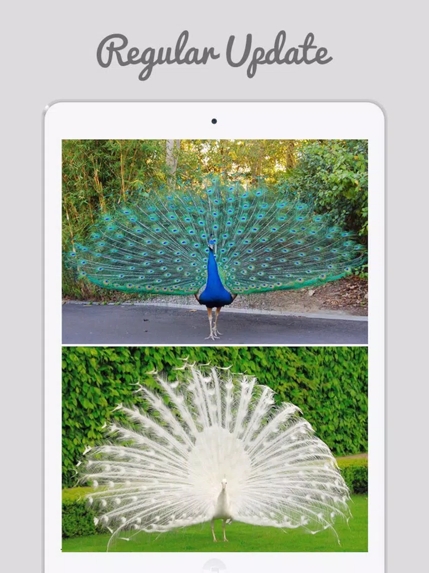 Peacock Wallz - Most Beautiful Peacock Pictures iPad Screenshots