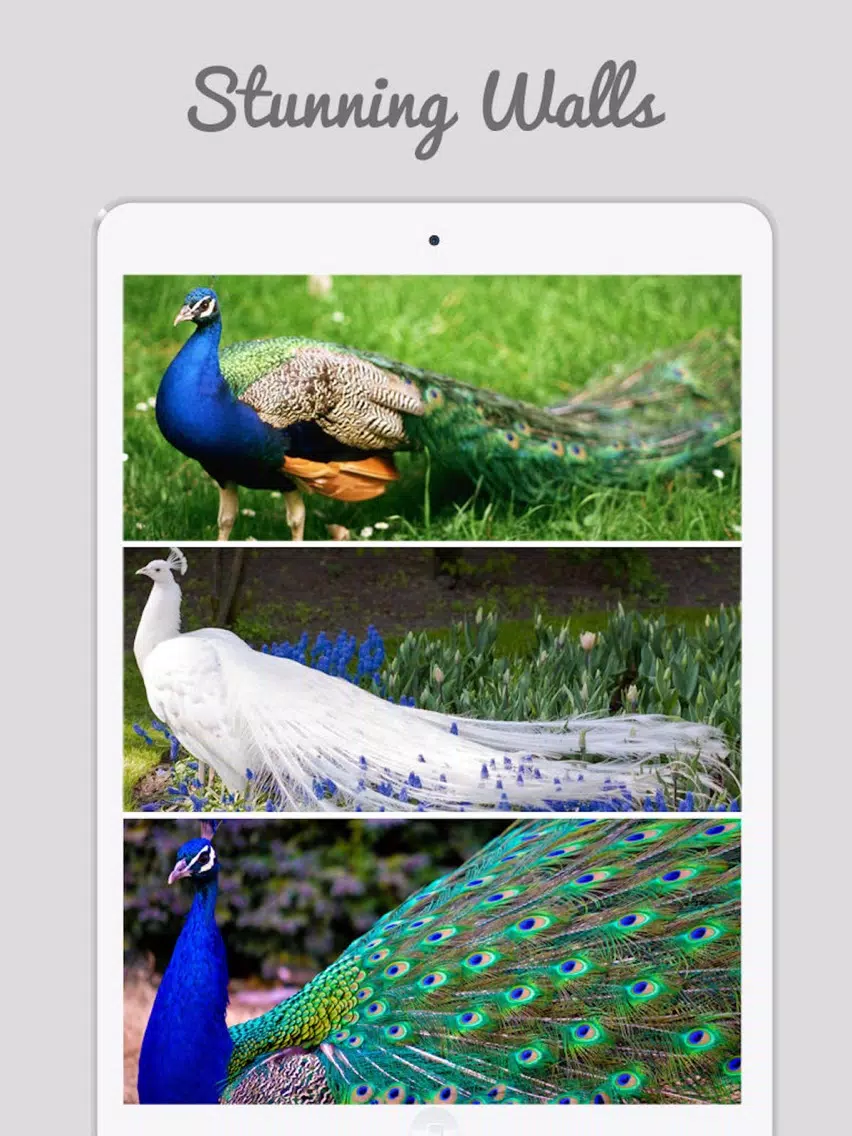 Peacock Wallz - Most Beautiful Peacock Pictures iPad Screenshots