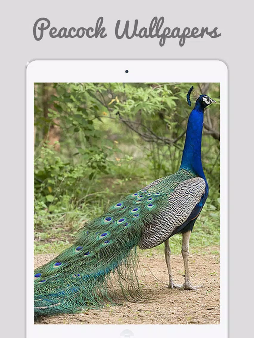 Peacock Wallz - Most Beautiful Peacock Pictures iPad Screenshots