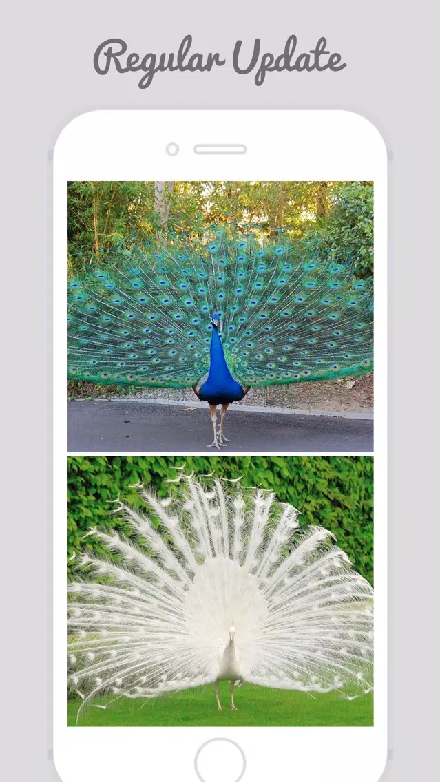 Peacock Wallz - Most Beautiful Peacock Pictures Screenshots