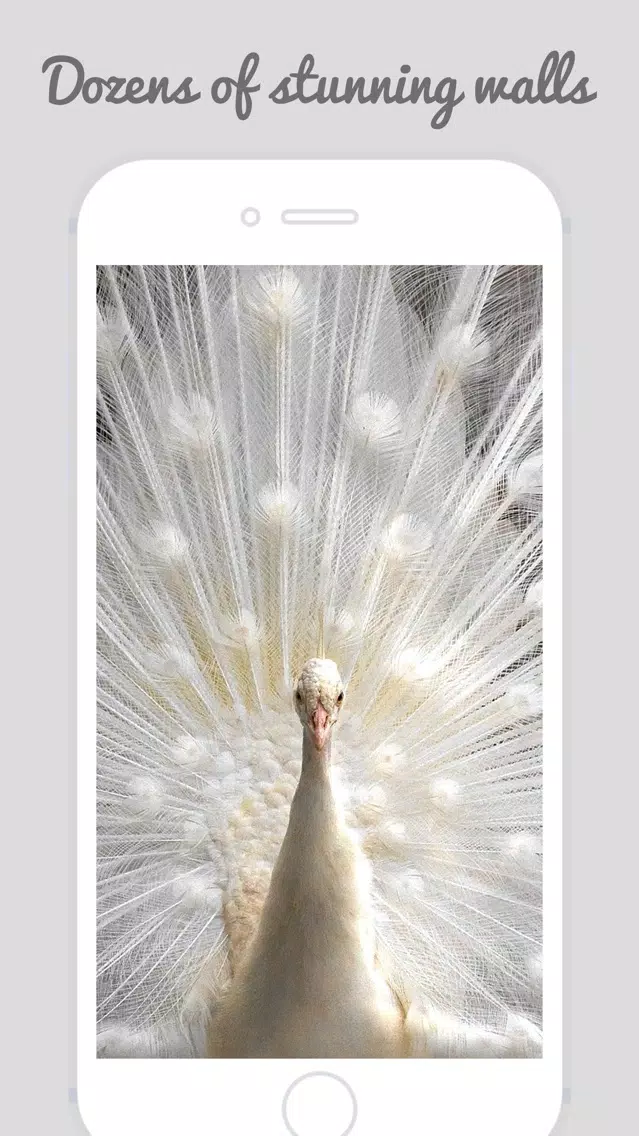 Peacock Wallz - Most Beautiful Peacock Pictures Screenshots