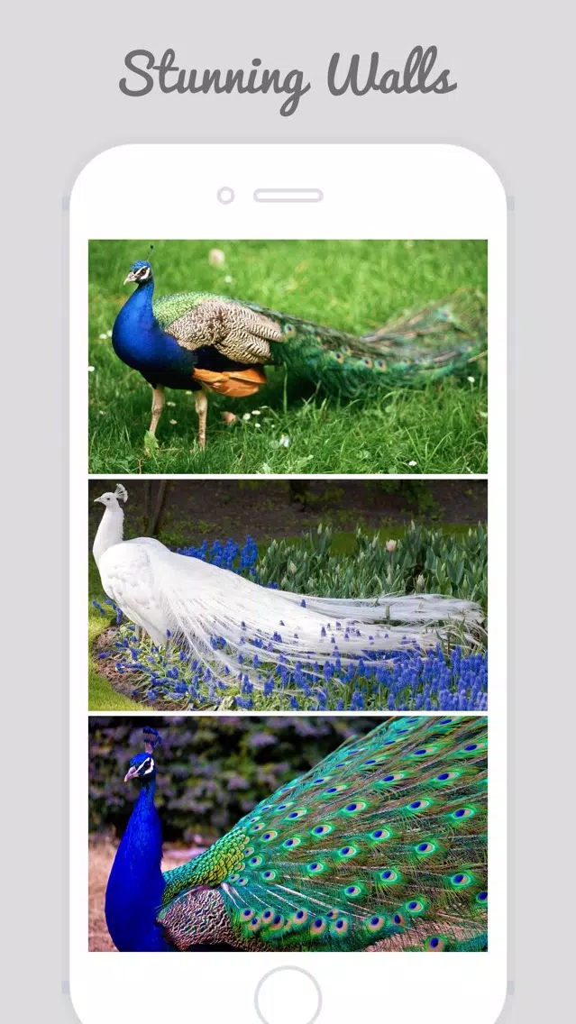 Peacock Wallz - Most Beautiful Peacock Pictures Screenshots