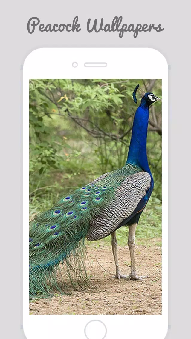 Peacock Wallz - Most Beautiful Peacock Pictures Screenshots