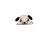 Cuddly Pug