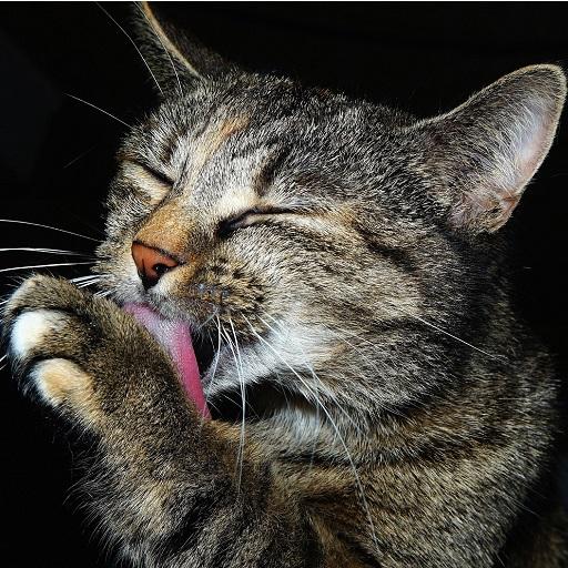 Cutest cat photos