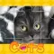 Cats Photo Puzzle(Сat Jigsaw Puzzles)