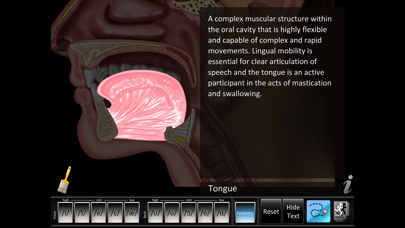 Vowels Front Back Screenshots