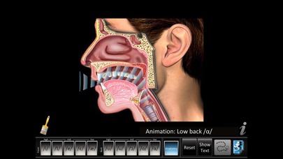 Vowels Front Back Screenshots