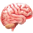 Virtual Reality (VR) Human Brain Virtual Reality (VR) Human Brain
