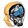 Brain Tutor HD