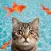 Cat Games