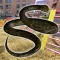 Python Snake Survival Sim