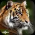 Animal Sounds Puzzles for Kids