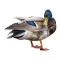 MANY CUTE DUCKS