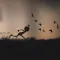 Apocalypse Runner