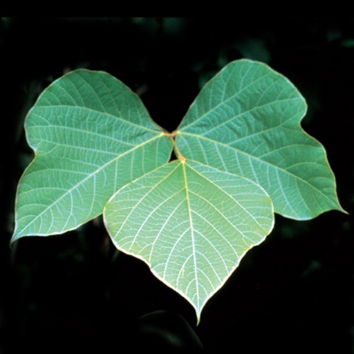 Invasives in Southern Forests Invasives in Southern Forests