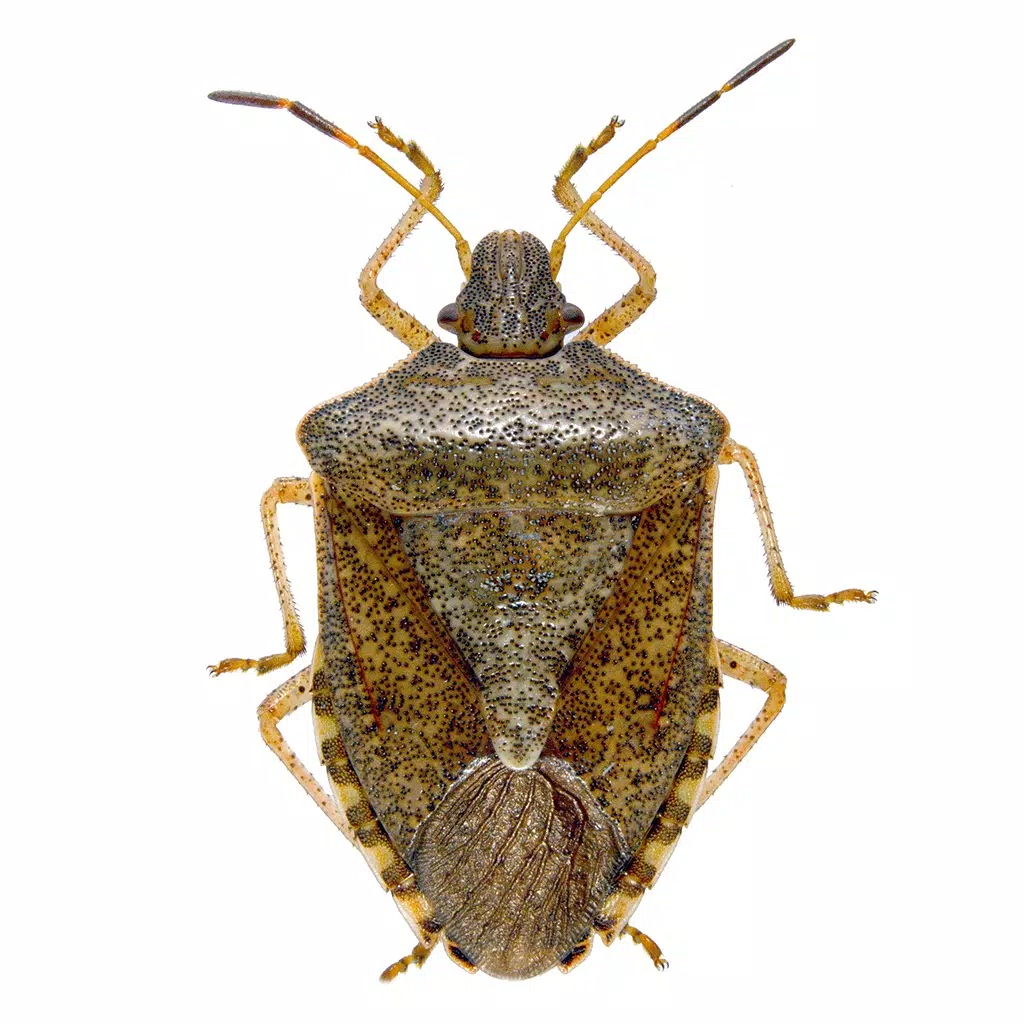 Stink Bug Scout Stink Bug Scout