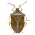 Stink Bug Scout
