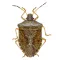 Stink Bug Scout