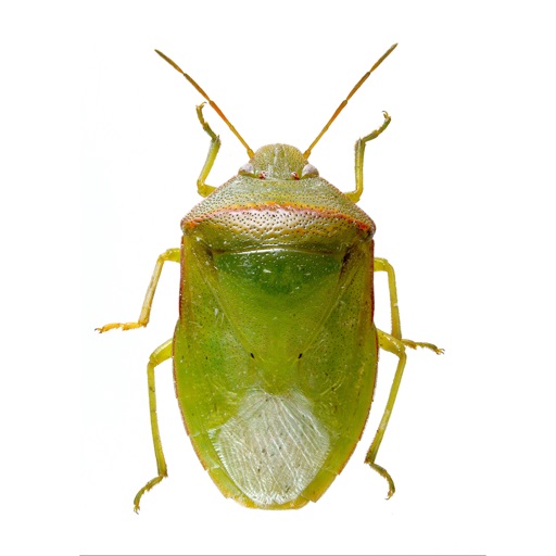 SE Agricultural Stink Bug ID SE Agricultural Stink Bug ID