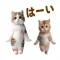 Cat Dance Dance