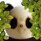 Baby Recognition-Peek-A-Boo(for free)
