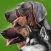Dogs - Identification Guide