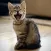Ultimate Cat Soundboard