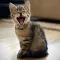 Ultimate Cat Soundboard