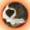 猫珠-ねこタマ- 3Dアクション