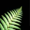 New Zealand Nature Sounds