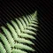 New Zealand Nature Sounds Premium Class