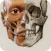 3D Anatomy for the Artist 2024