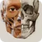 3D Anatomy for the Artist 2024