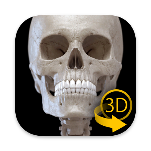 Skeleton 3D Anatomy Skeleton 3D Anatomy