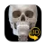 Skeleton 3D Anatomy